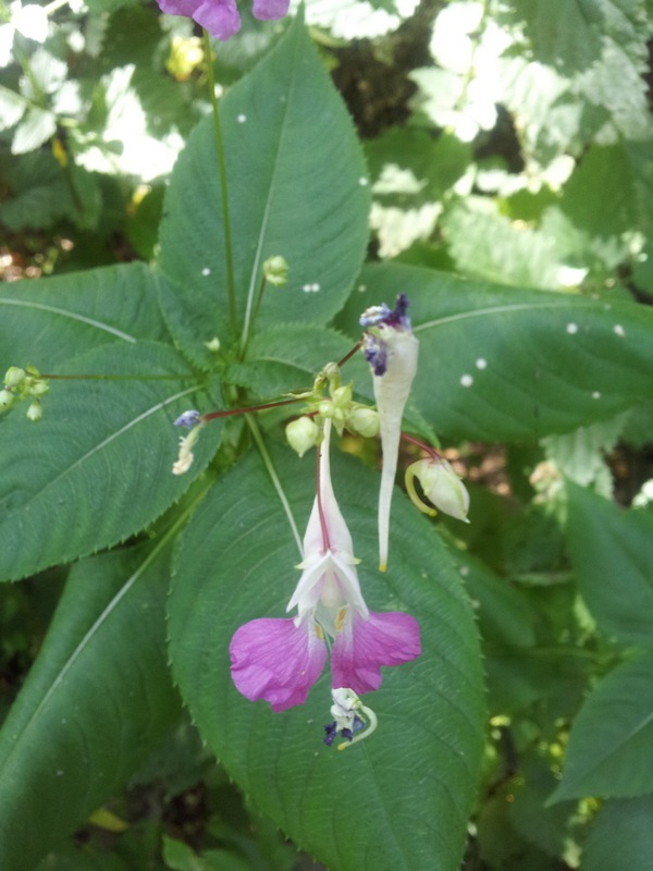 Impatiens balfourii